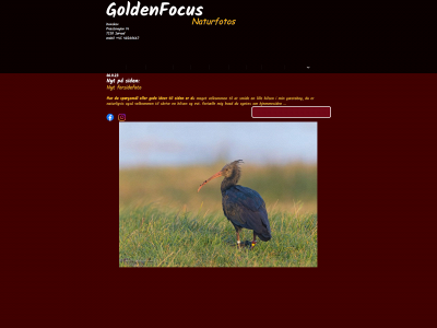 goldenfocus.dk snapshot
