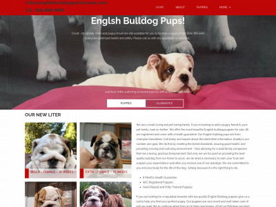englishbulldogpetsforsale.com snapshot