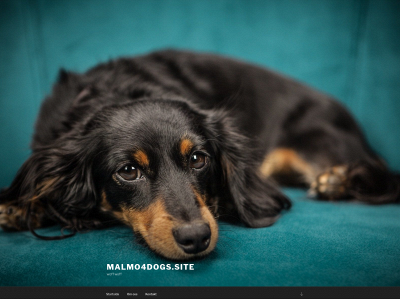 malmo4dogs.site snapshot