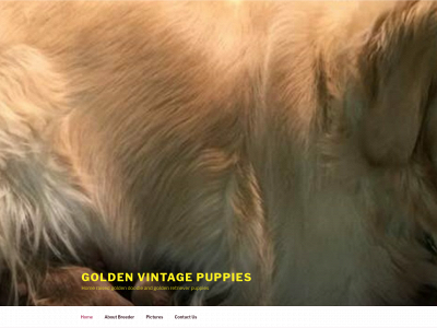 goldenvintagepuppies.com snapshot