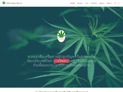 chiangraicannabis.com snapshot