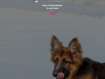 petboypuppies.com snapshot