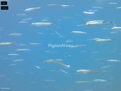 pigeonaleau.com snapshot