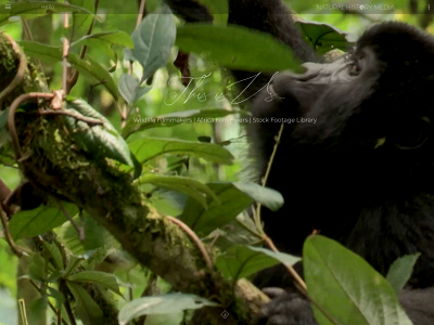 naturalhistorymedia.com snapshot