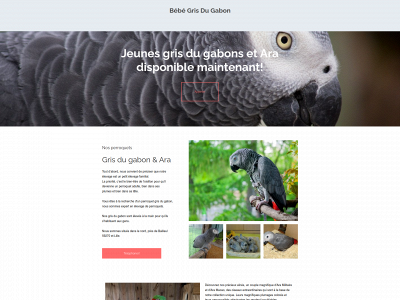 bebegrisdugabon.fr snapshot