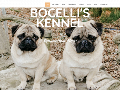 bocellispug.com snapshot