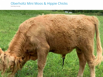oberholtzfarm.com snapshot