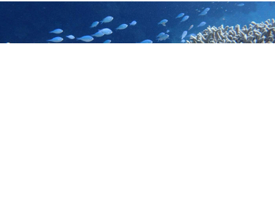 acorn-okinawa.com snapshot