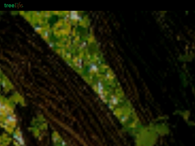 treelifearborists.com snapshot