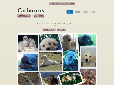 cachorroslabradorygolden.com snapshot