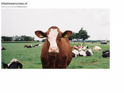 inbetweencows.nl snapshot
