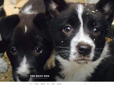thedaisydog.com snapshot