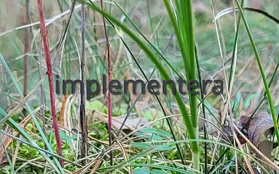 implementera.se snapshot