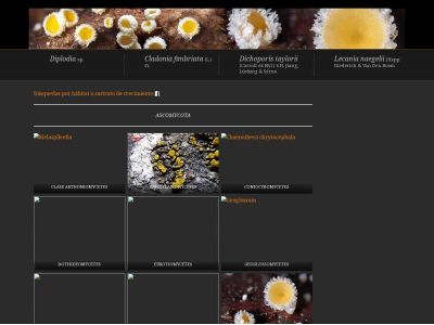 centrodeestudiosmicologicosast.info snapshot