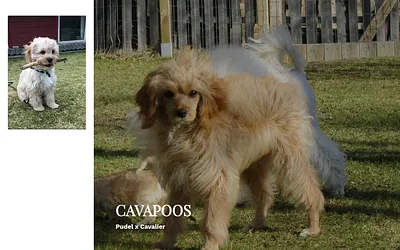 cavapoos.se snapshot