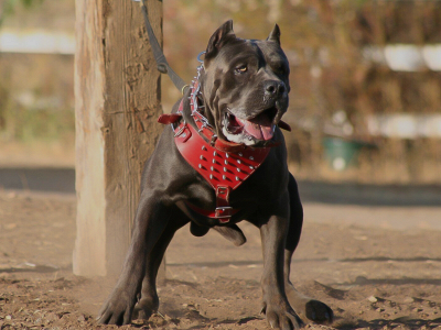 www.highpowerkennels.com snapshot