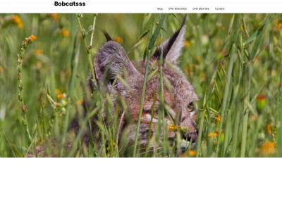 bobcatsss.nl snapshot
