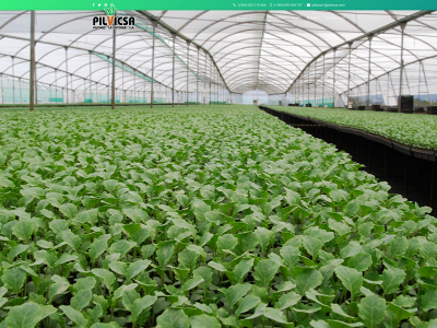 pilvicsa.com.ec snapshot