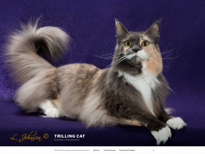 trillingcat.com snapshot