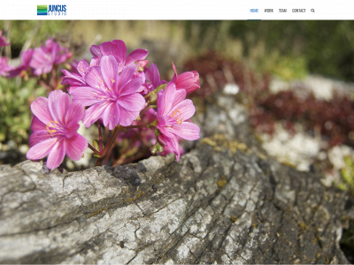 juncusstudio.com snapshot