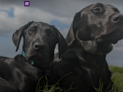 notadogtrainer.co.uk snapshot