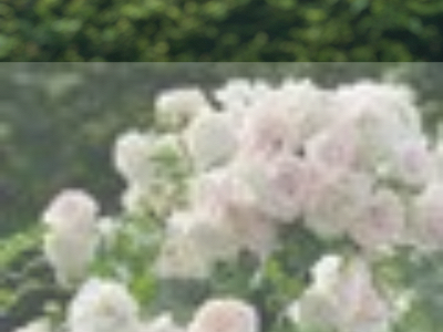 siffrose.dk snapshot