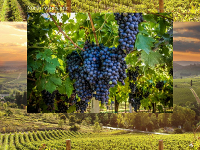 north-wines.one snapshot