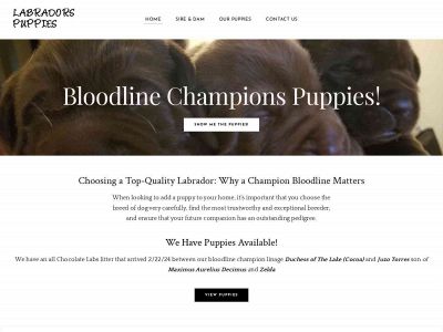 labradorspuppies.weebly.com snapshot