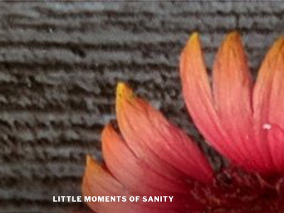 littlemomentsofsanity.com snapshot