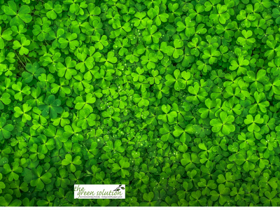 thegreensolutiononline.com snapshot