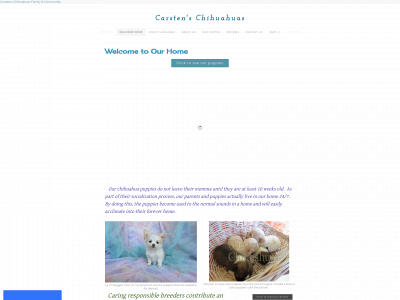 www.carstens-chihuahuas.com snapshot