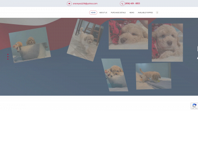 www.southtexaslabradoodles.com snapshot
