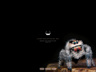 jumpingspiders.be snapshot