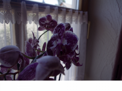 lerchl.one snapshot