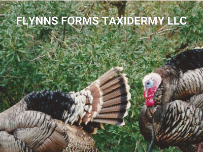 flynnsforms.com snapshot