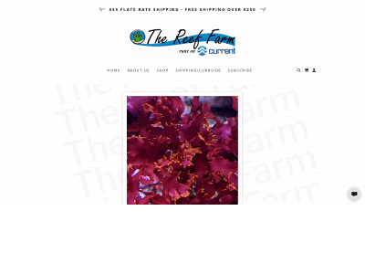 reeffarm.com snapshot