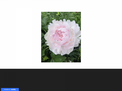 www.celiafellin.com snapshot