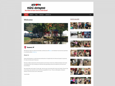 amoredonkeys.com snapshot