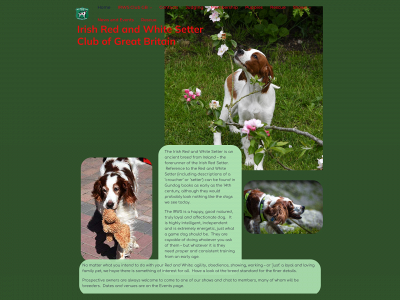 irishredandwhitesetterclub.com snapshot