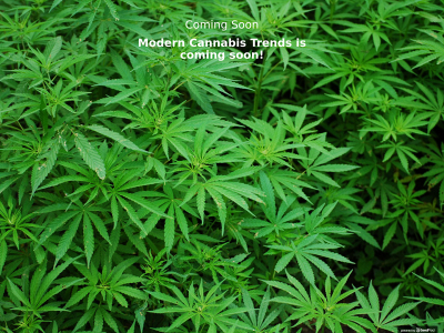 moderncannabistrends.com snapshot