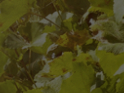 flassan-vin.dk snapshot