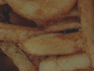 food.kinghost.net snapshot