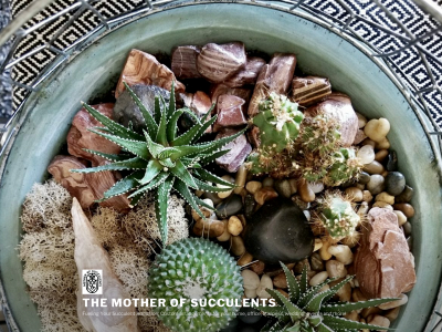 themotherofsucculents.com snapshot