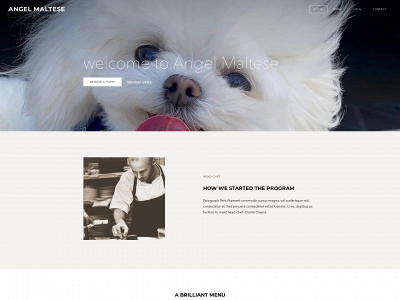 www.angelmaltesepuppies.com snapshot