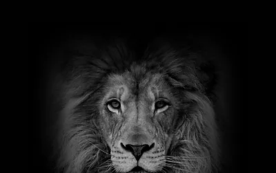 buildinglions.com snapshot