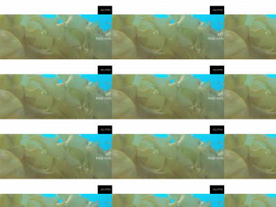 kelppro.net snapshot