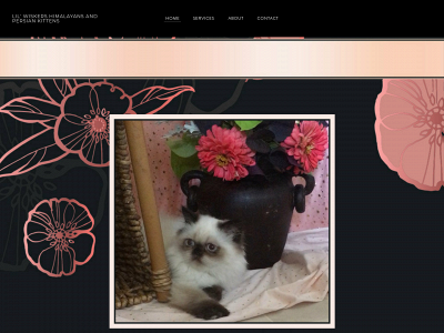 www.lilwiskerspersiankittens.com snapshot
