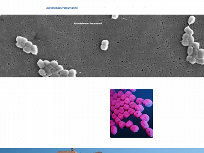 acinetobacterbaumannii.no snapshot