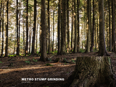 metrostump.com snapshot