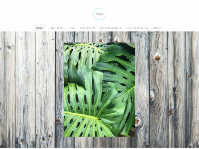www.alohachaybees.com snapshot